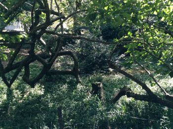 Plants growing on tree trunk