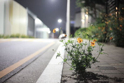 View of flowering plants on road