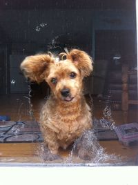 Portrait of dog looking at camera