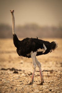 Male common ostrich crosses rocks eyeing camera