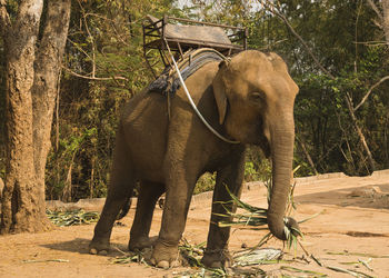 Elephant standing in forest