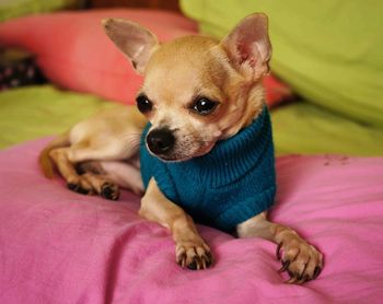 Portrait of a dog resting