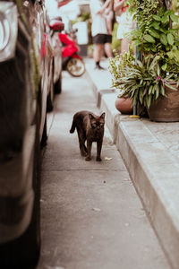 Low section of dog by cat in city