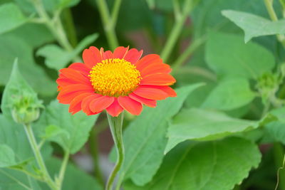 Close-up of red flower