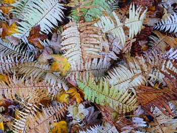 Full frame shot of fern during autumn