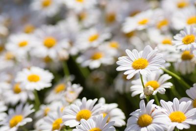 Close-up of daisies growing on field