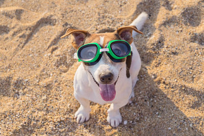 High angle portrait of dog wearing swimming goggles at beach