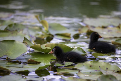 Duck swimming in a lake