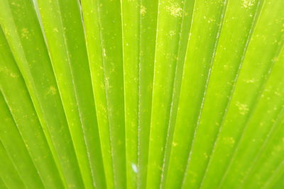 Full frame shot of green leaf