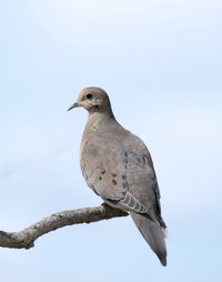 Close-up of bird perching on a tree