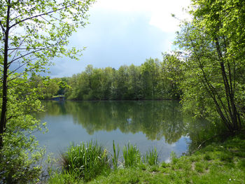 Scenic view of lake by trees in forest against sky