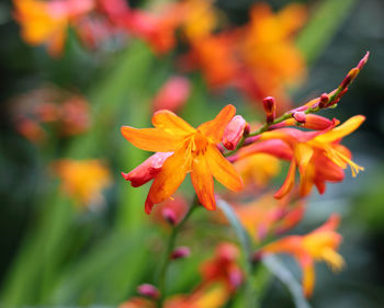 Close-up of orange flowering plant