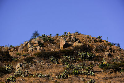 Plants growing on rocks against clear blue sky