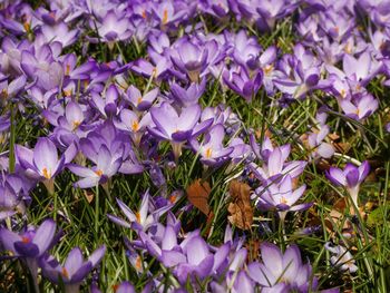 High angle view of purple crocus flowers on field