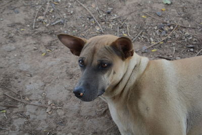 High angle view of dog standing on field