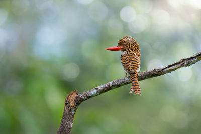 Close-up of bird perching on branch