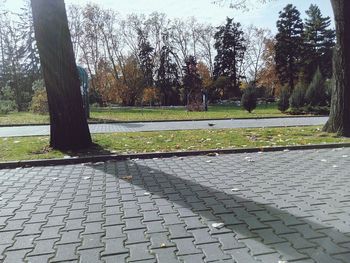 Footpath amidst trees