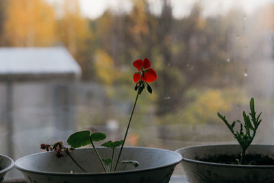 Close-up of red potted plant