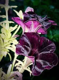 Close-up of purple flowers