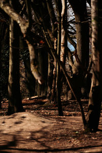 Trees in forest