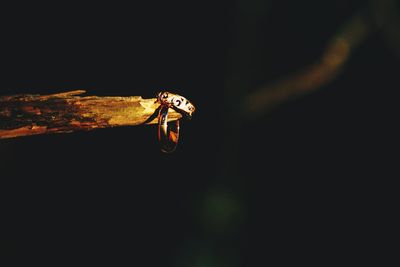 Close-up of insect on leaf against black background