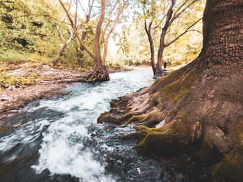 Stream flowing through rocks in forest