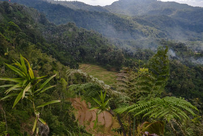 Green hills accompanied by rice fields in langkaplancar.