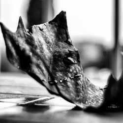 Close-up of plant against blurred background