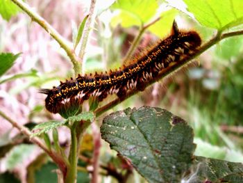 Close-up of insect on leaf