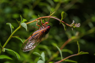 Close-up of butterfly on leaf