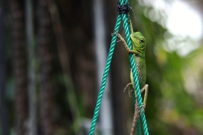 Close-up of lizard on rope