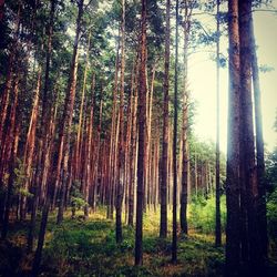 Trees in forest