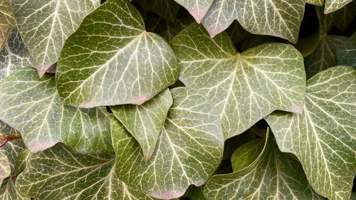 High angle view of plant leaves