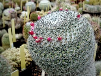 Close-up of flower outdoors