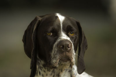 Portrait of dog looking at camera