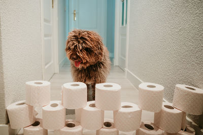 Portrait of dog against wall