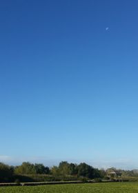 Scenic view of field against clear blue sky