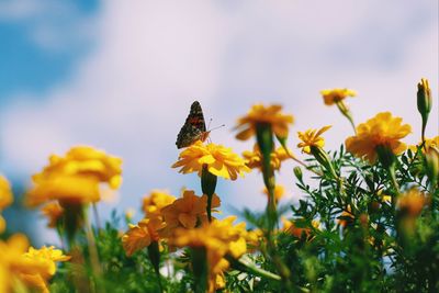 Close-up of butterfly pollinating on yellow flower