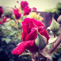 Close-up of pink rose