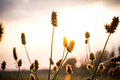 Close-up of flowering plant on field against sky