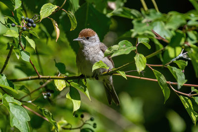 Bird perching on a plant