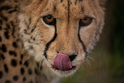 Close-up portrait of cheetah