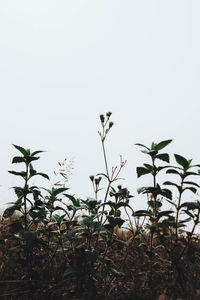 Close-up of plants against clear sky