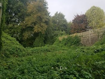 View of trees in the forest