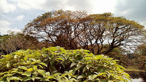 Low angle view of tree against sky