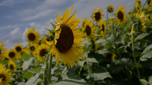 sunflower