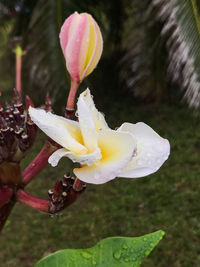 Close-up of water drops on flower