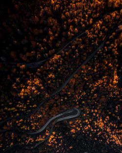 High angle view of autumn leaves on ground