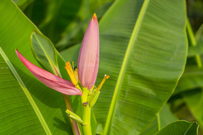 Pink petals of flowering banana blossom with green venation leaf pattern, know as musa ornata