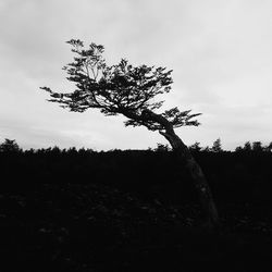 Trees on landscape against cloudy sky